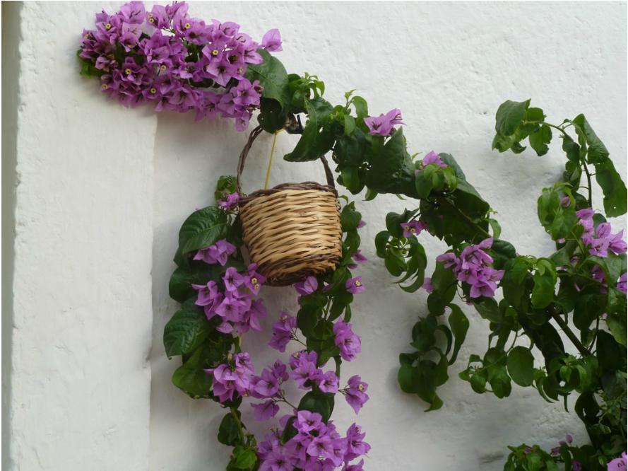 B&B Don Giovanni Monopoli Eksteriør billede